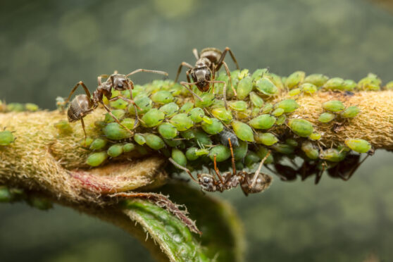 Mravenci sbírají medovin z mšic