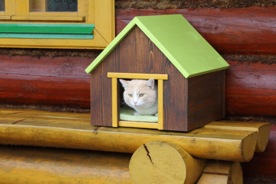 Kočka vykukuje z venkovní boudy