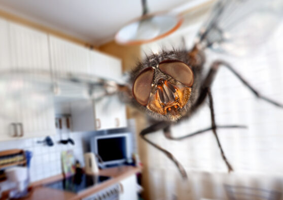 Moucha v detailu v kuchyni