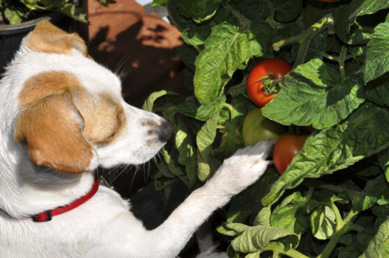 Pes skoumá rajčata