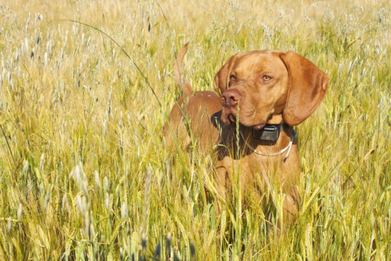 Pes ve vysoké trávě
