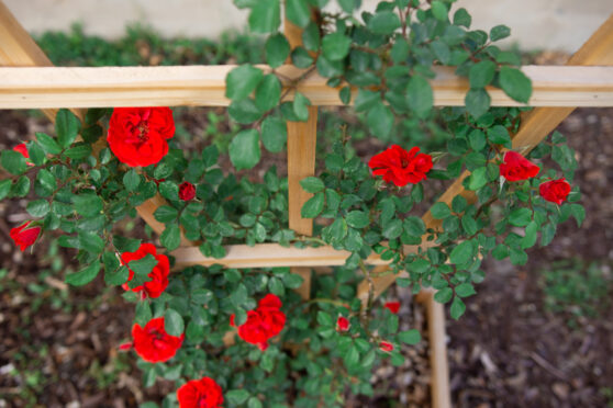 Dřevěná konstrukce s růžemi