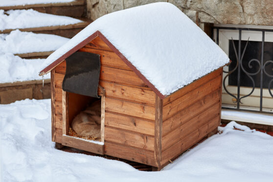 Pes leží v boudě v zimě