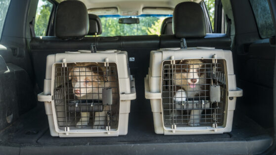 Dvě štěňata v přepravkách v autě