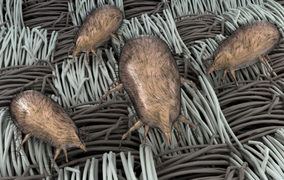 Prachové roztoče na tkanině